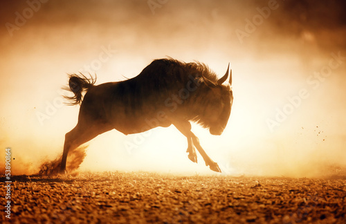 Blue wildebeest running in dust