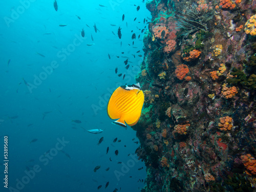 Weavers Butterflyfish - Chaetodon wiebeli