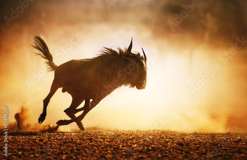 Blue wildebeest running in dust