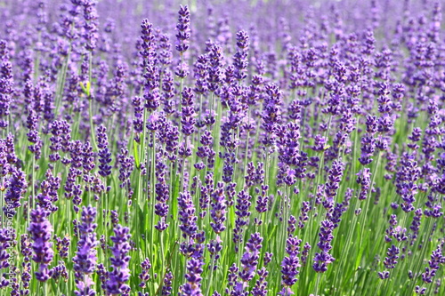 lavendel