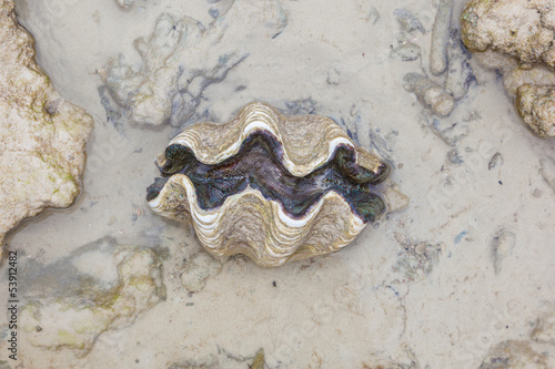 Nature Giant clam , Tridacna gigas on the beach in nature