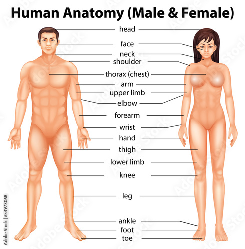 Human body parts