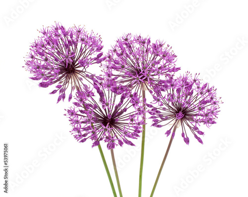 allium flowers iaolated on white