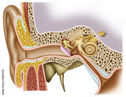 Anatomía del oido