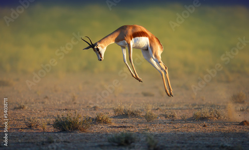 Running Springbok jumping high