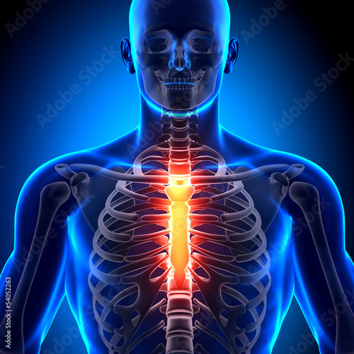 Sternum - Anatomy Bones