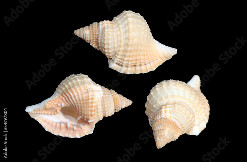 Shells of Distorsio reticularis