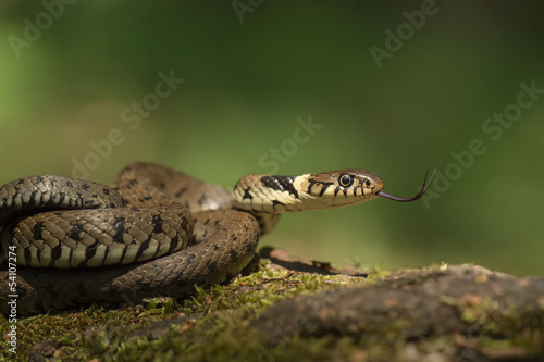 Grass Snake