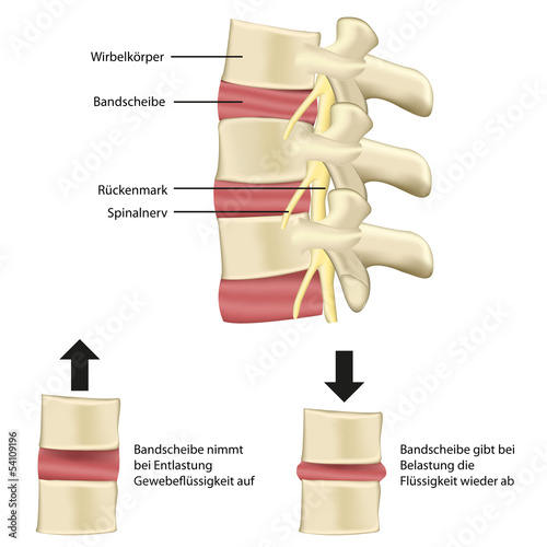 Wirbelsäule bei Belastung