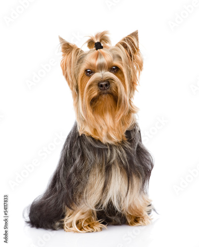 Yorkshire Terrier sitting in front. isolated on white background