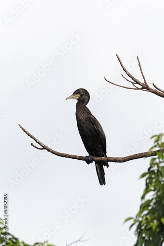Little-black cormorant, Phalacrocorax sulcirostris