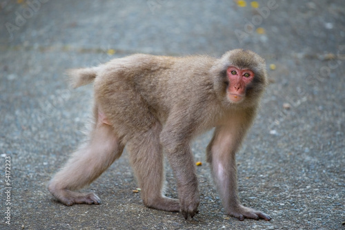 湯河原の町に出没したニホンザル-Macaca fuscata