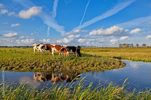 cows on pasture over blue sky