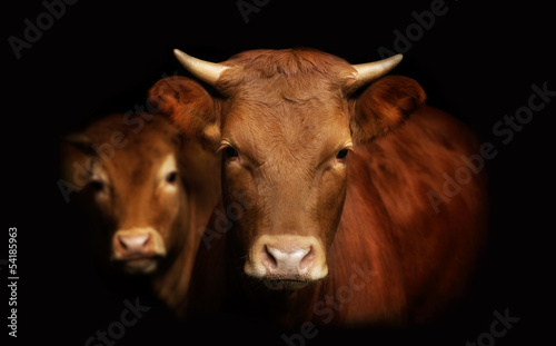 portret krowa