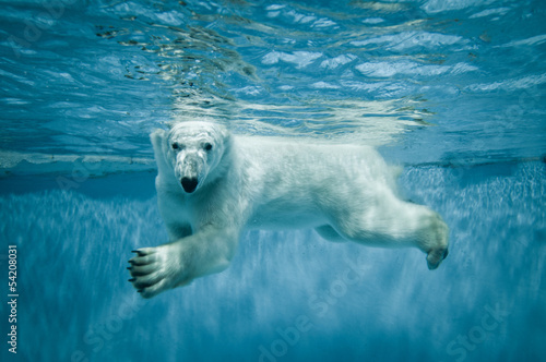 Swimming Thalarctos Maritimus (Ursus maritimus) - Polar bear