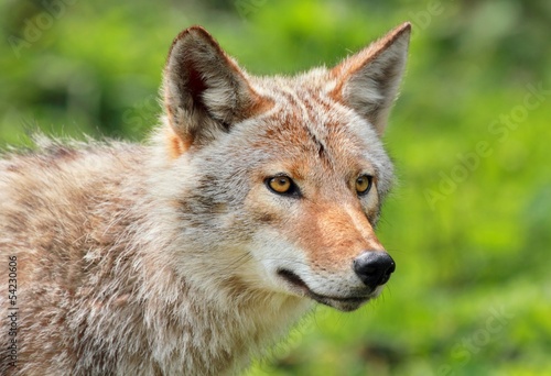 coyote en été