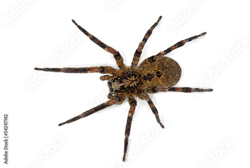 Spider Isolated on white (Female of Zoropsis spinimana)