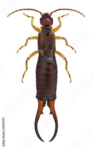 earwig Forficula auricularia, male specimen