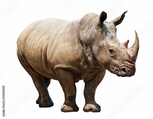 rhino on white background