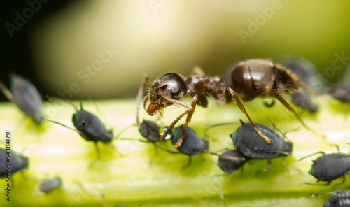 An ant extracting honeydew from aphids