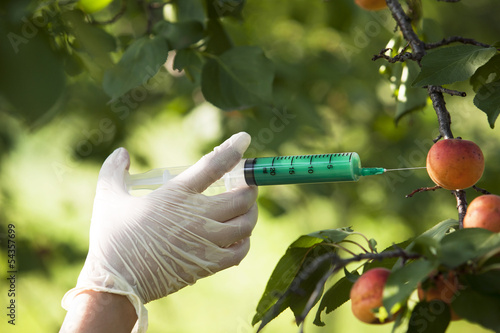 GMO fruit