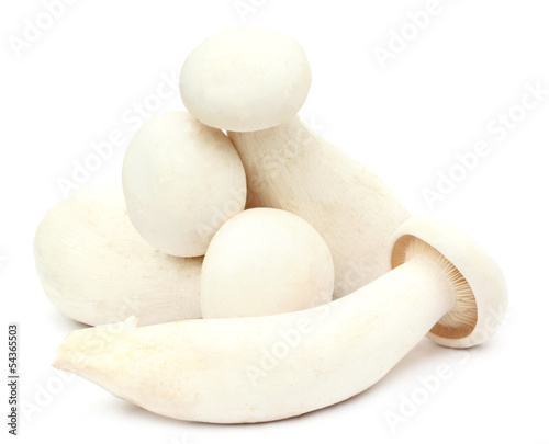 Fresh Milky mushroom over white background
