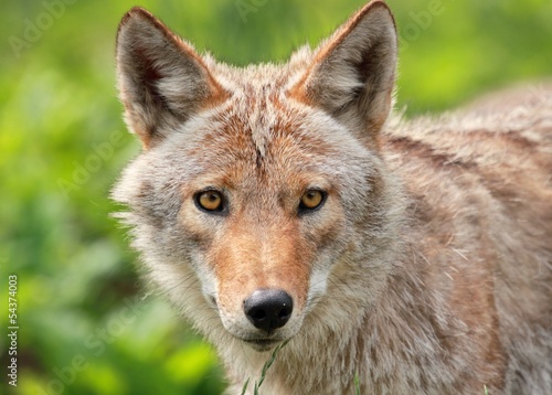 portrait d un coyote