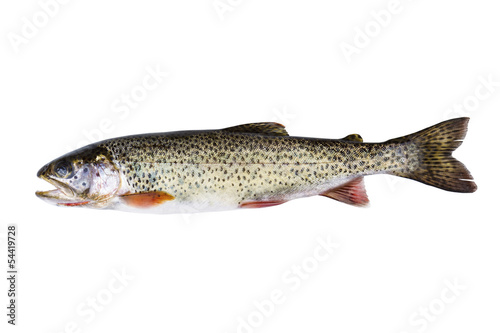 Cutthroat Trout in Perfect Condition on white background