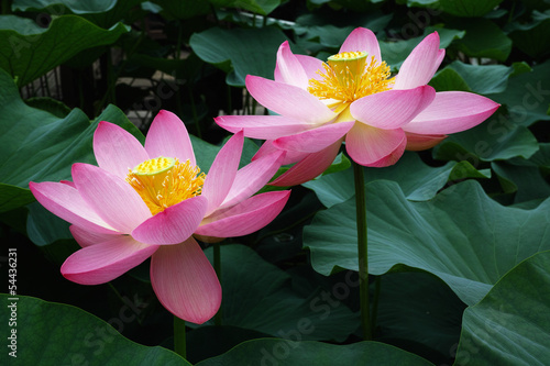 千葉公園初夏の大賀蓮