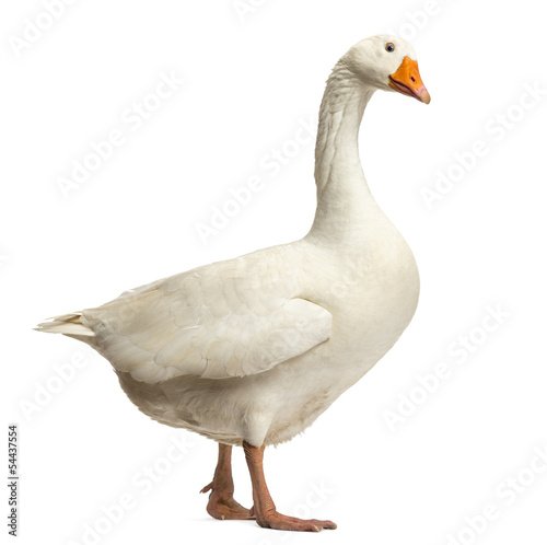 Domestic goose, Anser anser domesticus,standing and looking down