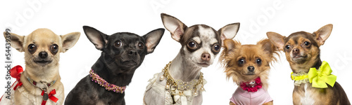 Group of dressed up Chihuahuas, isolated on white