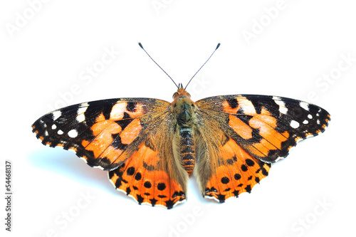 Painted Lady (Vanessa cardui) isolated on white