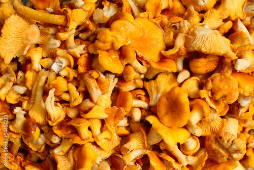 chanterelle mushrooms on the entire frame