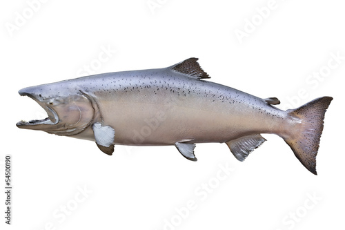 Big King or Chinook salmon isolated on white