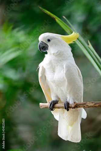 Sulphur-crested Cockatoo