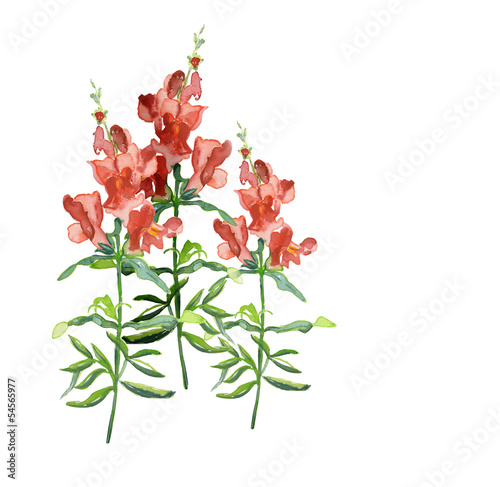 Snapdragons