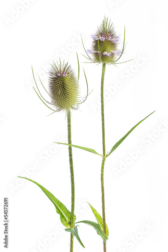 Wilde Karde (Dipsacus silvestris) - 2 Blüten gerade