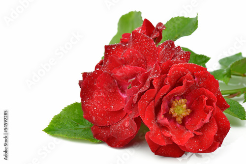 Mokre czerwone róże na białym tle