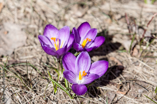 Krokusy