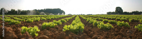 Champ de salade