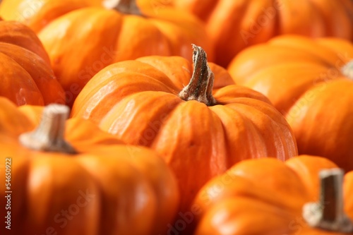 Closeup of many small pumpkins.