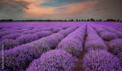 Fields of Lavender at sunset