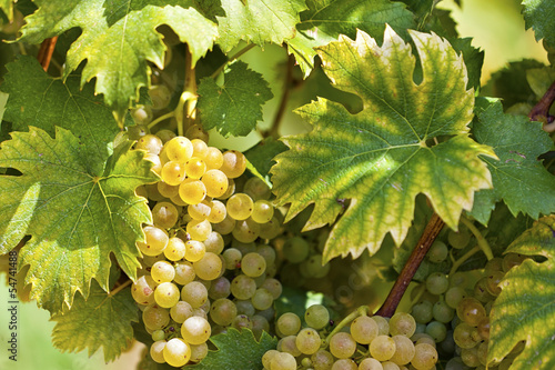 White grapes in sunlight