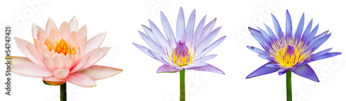 Lotus flower isolated
