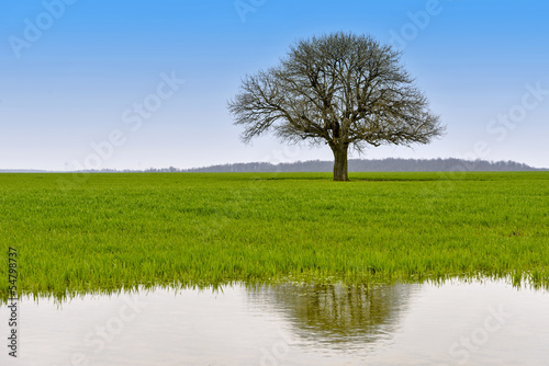 Landscape with green tree with water reflection