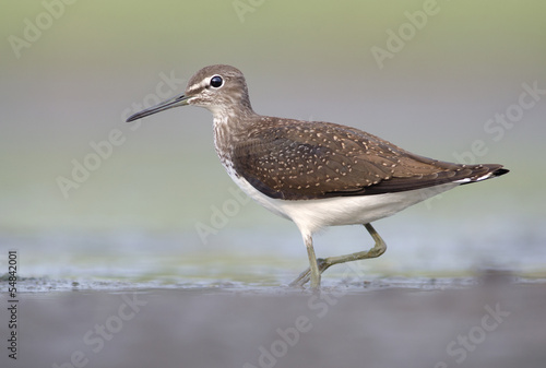 Green Sandpiper