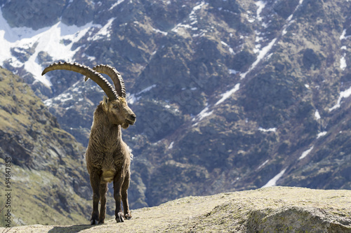 stambecco, Parco Nazionale Gran Paradiso, Italia