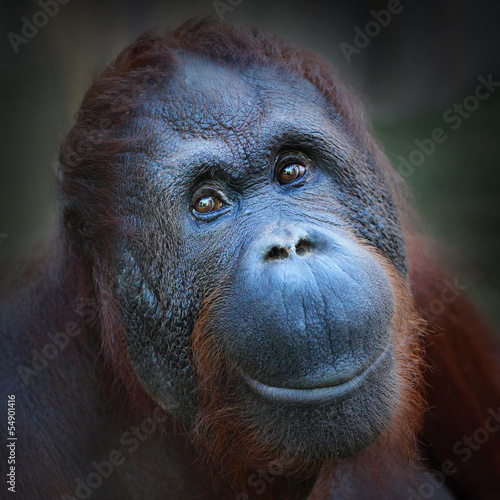Happy smile of The Bornean orangutan (Pongo pygmaeus).