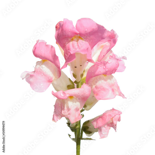Pink garden snapdragon isolated on white