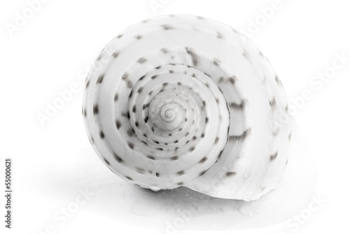 Spiral spotty seashell.